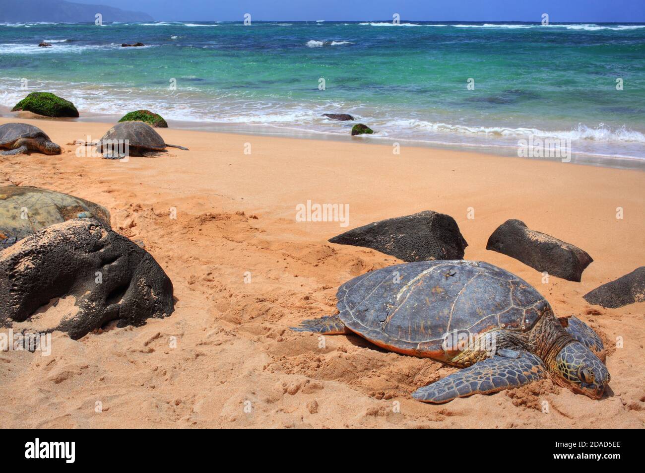 Hawaiianische Landschaft Stockfoto