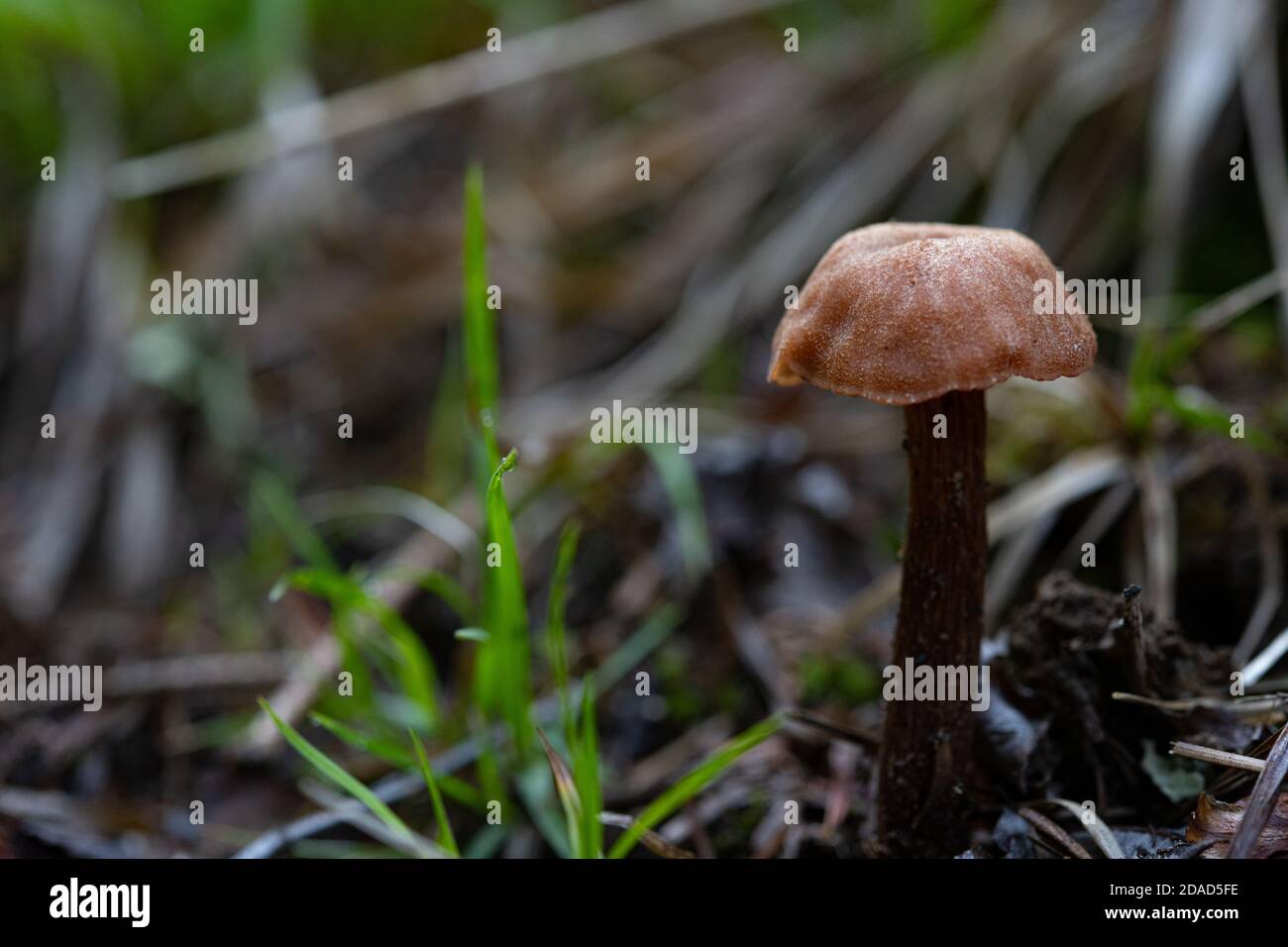 Pilz mit Copy Space auf Waldboden Stockfoto