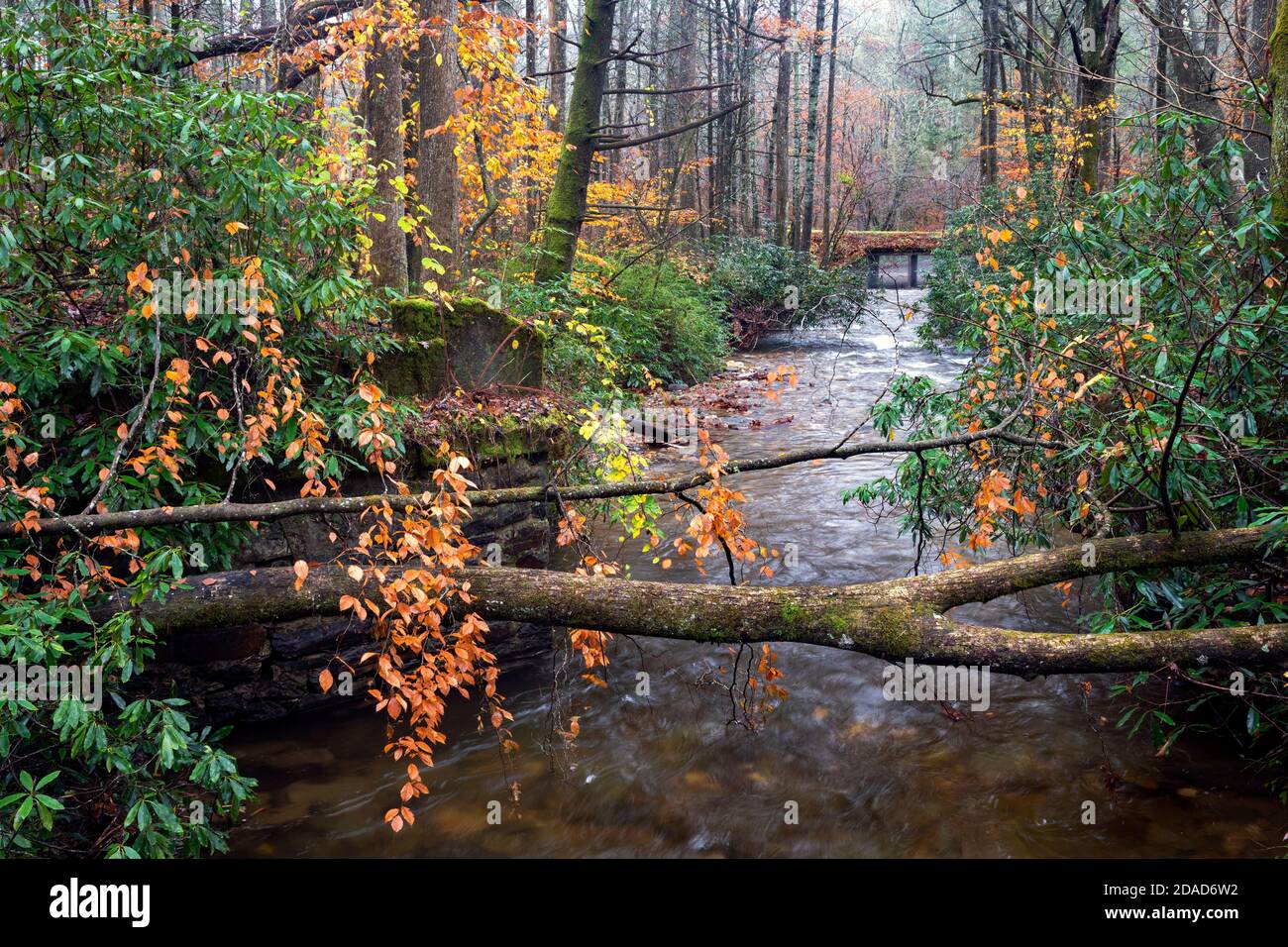 Herbstfarben um Avery Creek - Pisgah National Forest - Brevard, North Carolina, USA Stockfoto