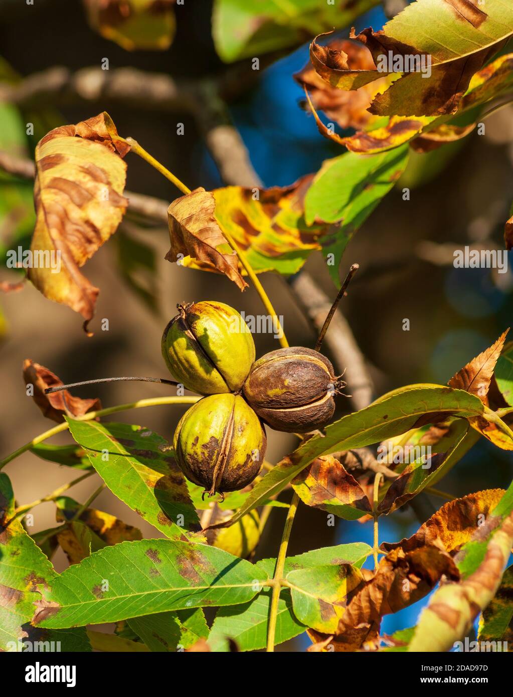 Reife Walnüsse in geknackten Schalen, bereit für die Ernte. Neue England Herbstfarben. Eleanor Cabot Bradley Estate, Kanton, MA Stockfoto