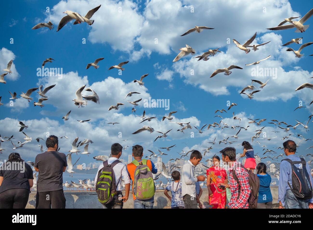 Touristen versammeln sich, um Scharen von wandernden Möwen aus Sibirien zu beobachten, die die Wintermonate in Indien verbringen; am Marine Drive, Mumbai, Maharashtra, Indien Stockfoto