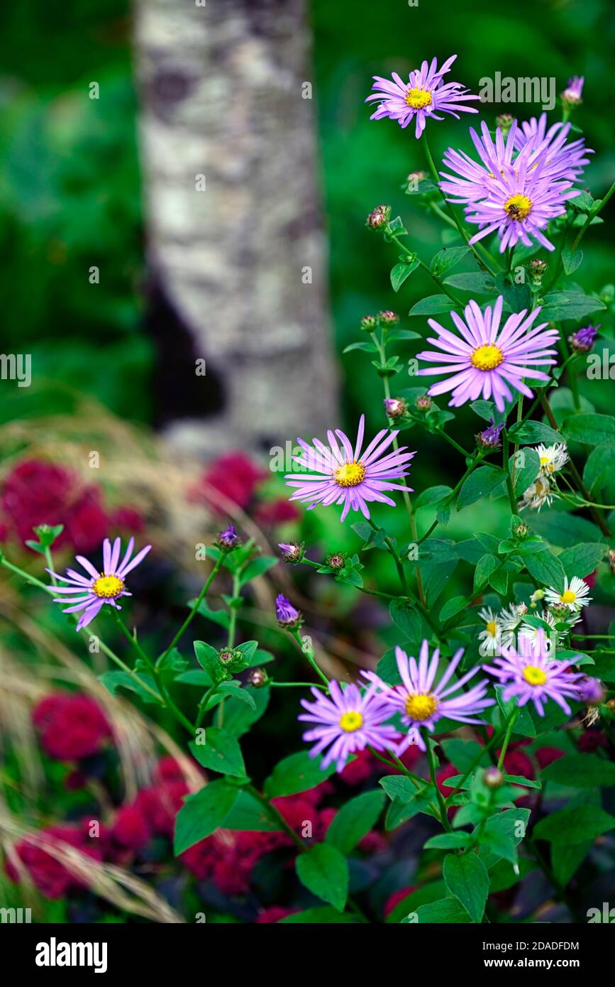 Summer autumn flowering Fotos und Bildmaterial in hoher Auflösung Alamy