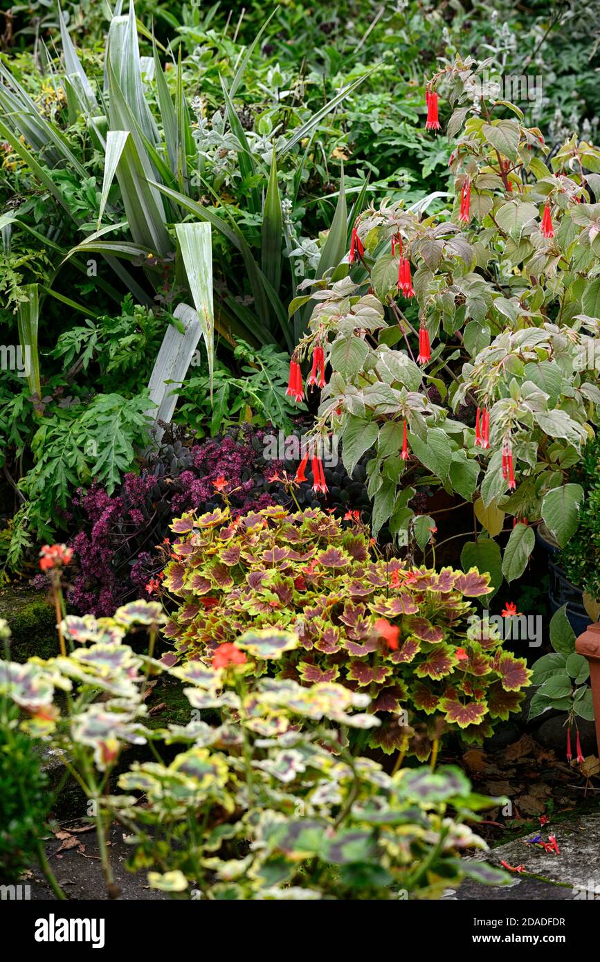Fuchsia, zonale Geranie, Pelagonium, gemischte Pflanzendarstellung, Honigsauchle Fuchsia, Lady's Eardrops, variegated Fuchsia Firecracker, variegated belaub, Blätter, p Stockfoto