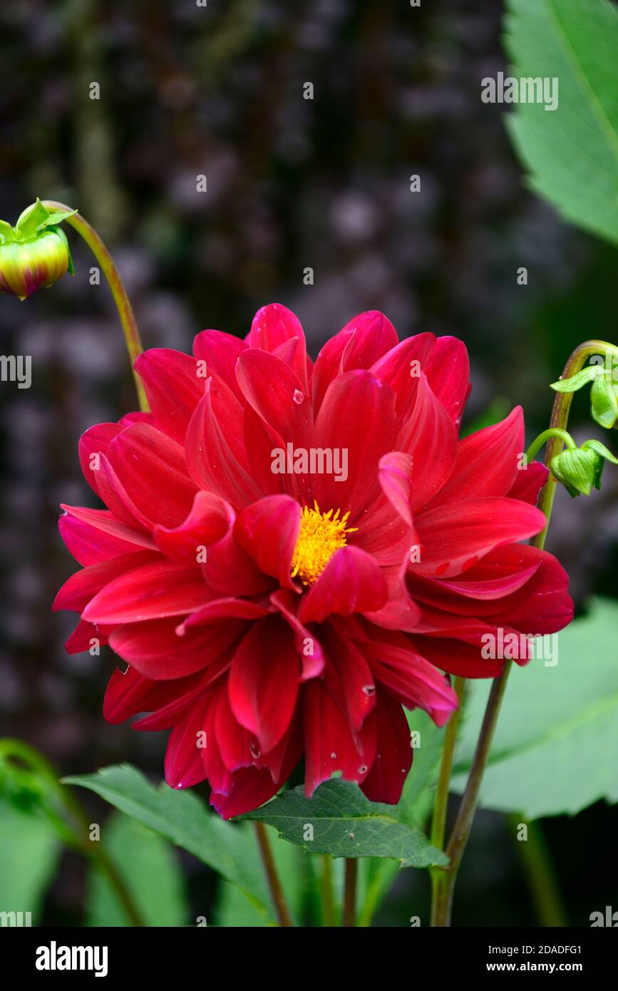 dahlien, rote Blumen, doppelte Blumen, Blüte, Dahlien, RM Floral Stockfoto