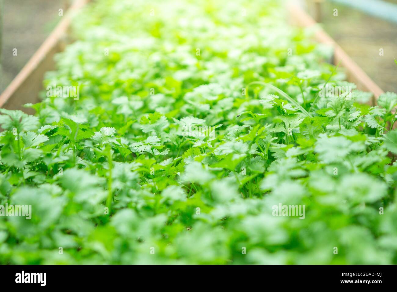 Selektiver Fokus von Koriander in Gemüsegarten backgruond Stockfoto