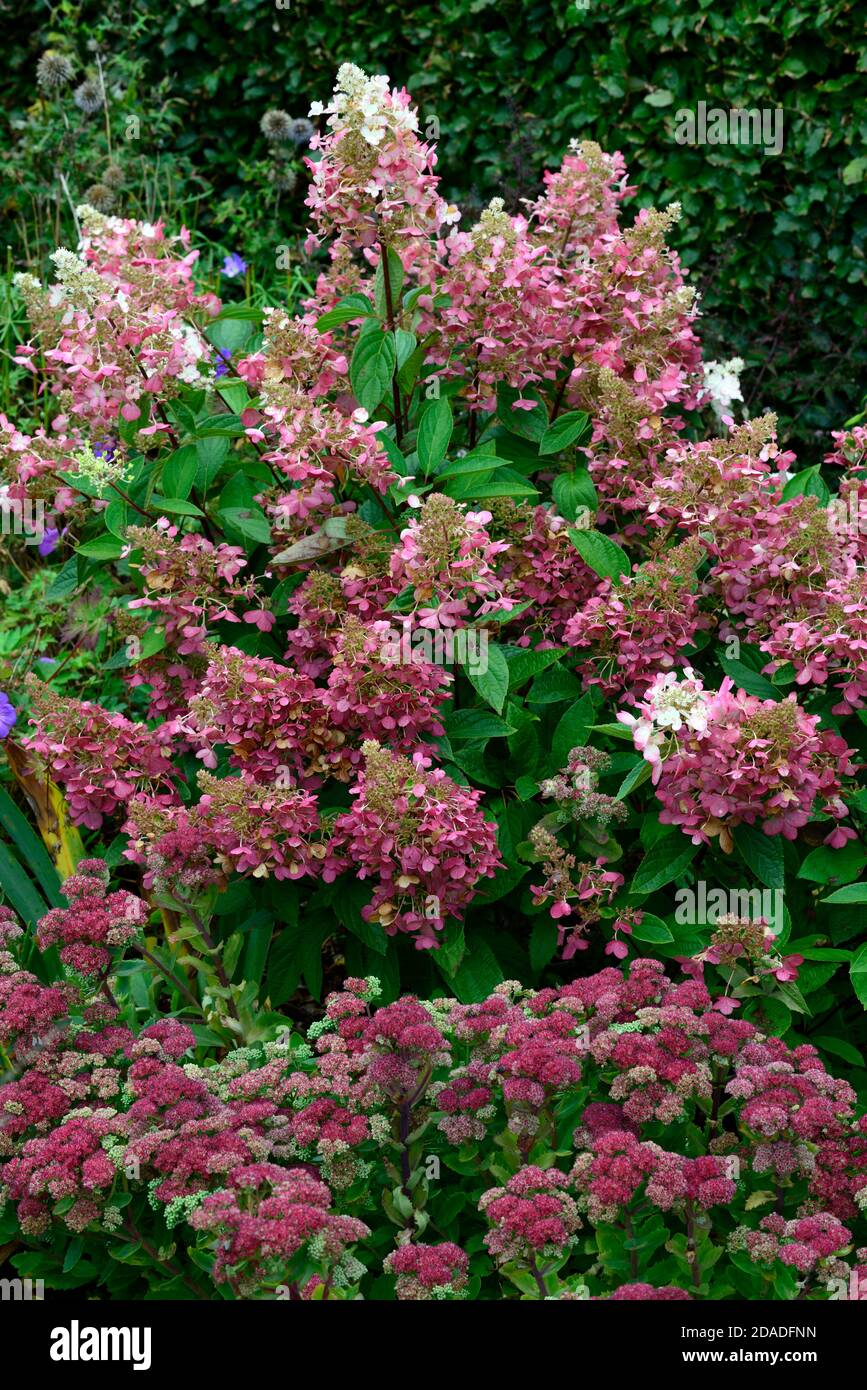 Hortensia paniculata Vanille Fraise, Sedum Herbstfreude, rosa, Rispe, Blume, Blumen, Blütenkopf, Garten, Gärten, RM Floral Stockfoto