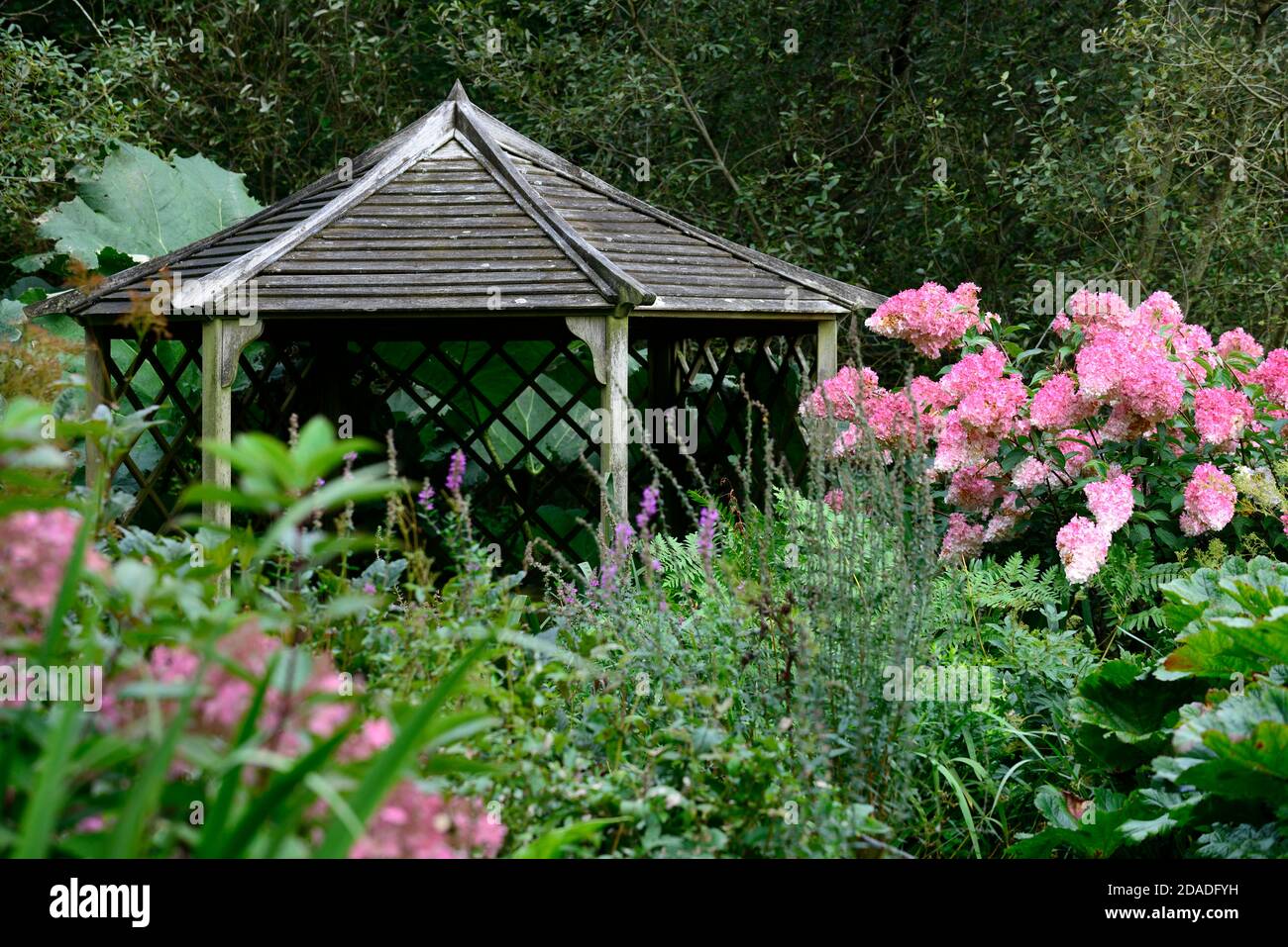 Holzpavillon, Hydrangea paniculata Vanille Fraise, grün, Blätter, Laub, ruhig, ruhig, friedlich, Raum, Farne, RM Stockfoto
