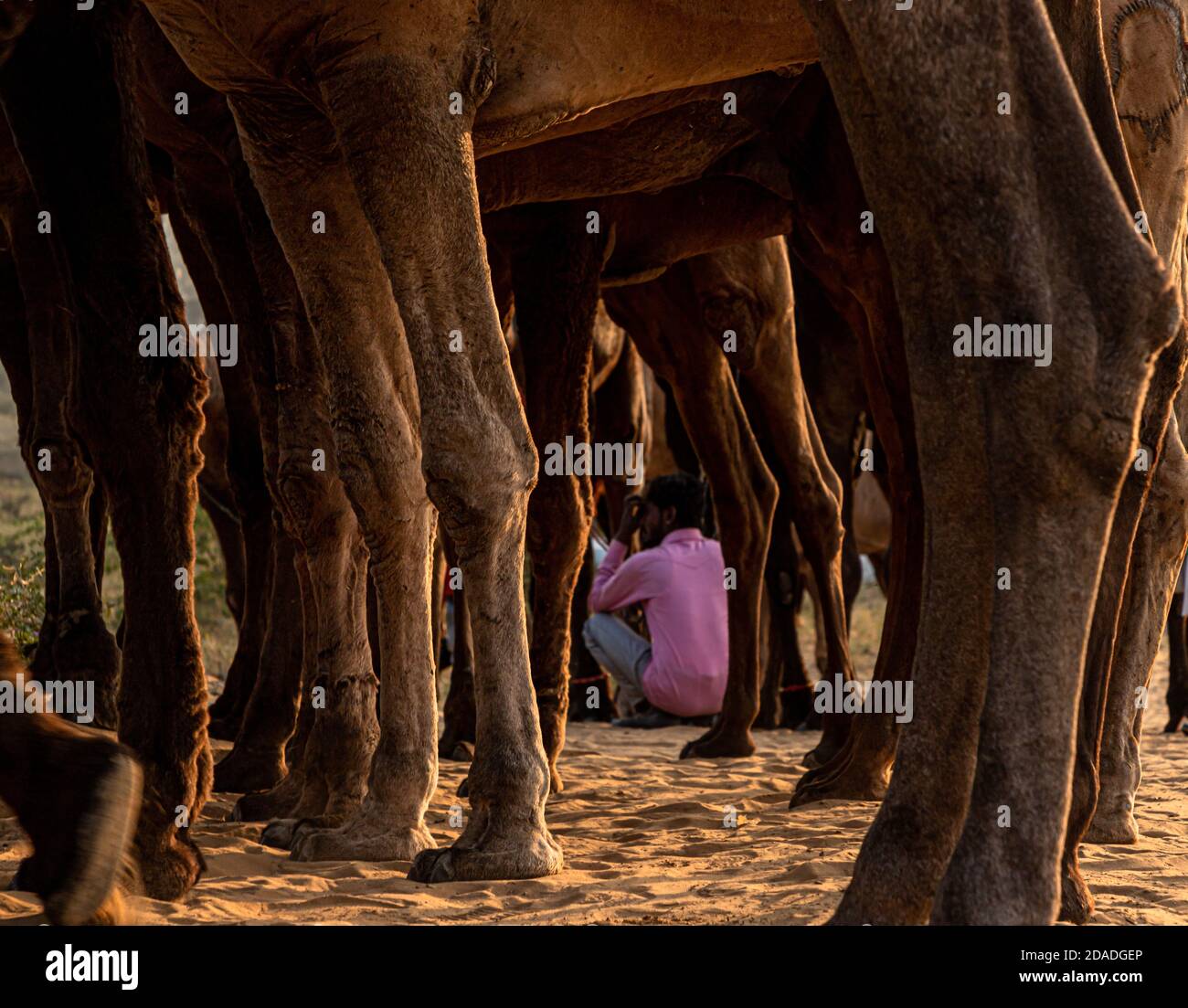 Ein Mann, der zwischen den Beinen des Kamels sitzt Stockfoto