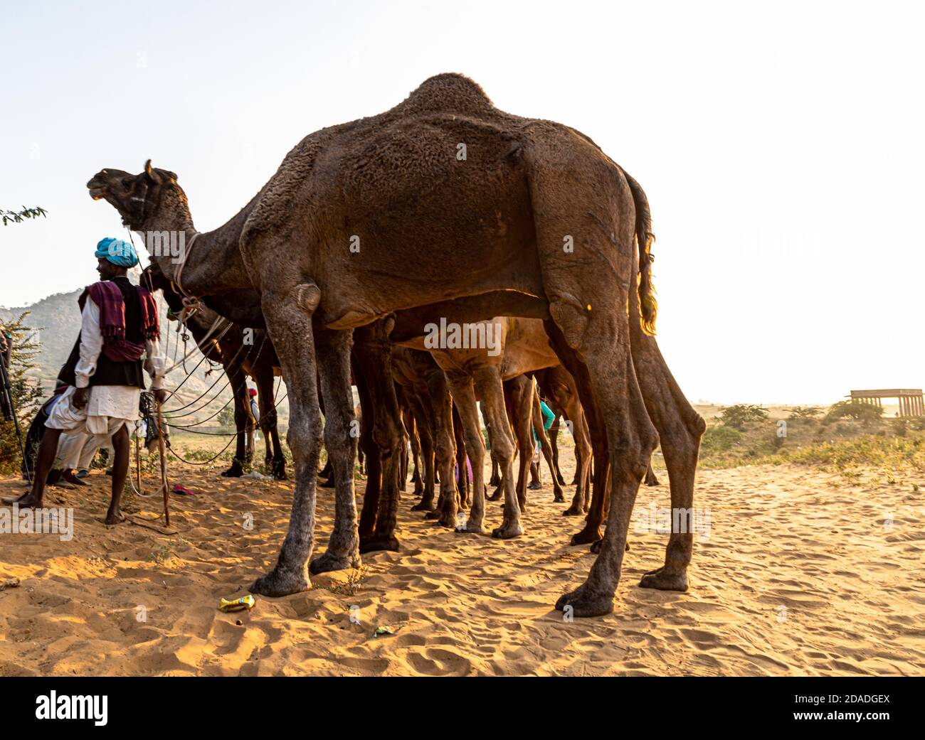 Besitzer mit seinem Kamel hörte auf pushkar Festival Stockfoto