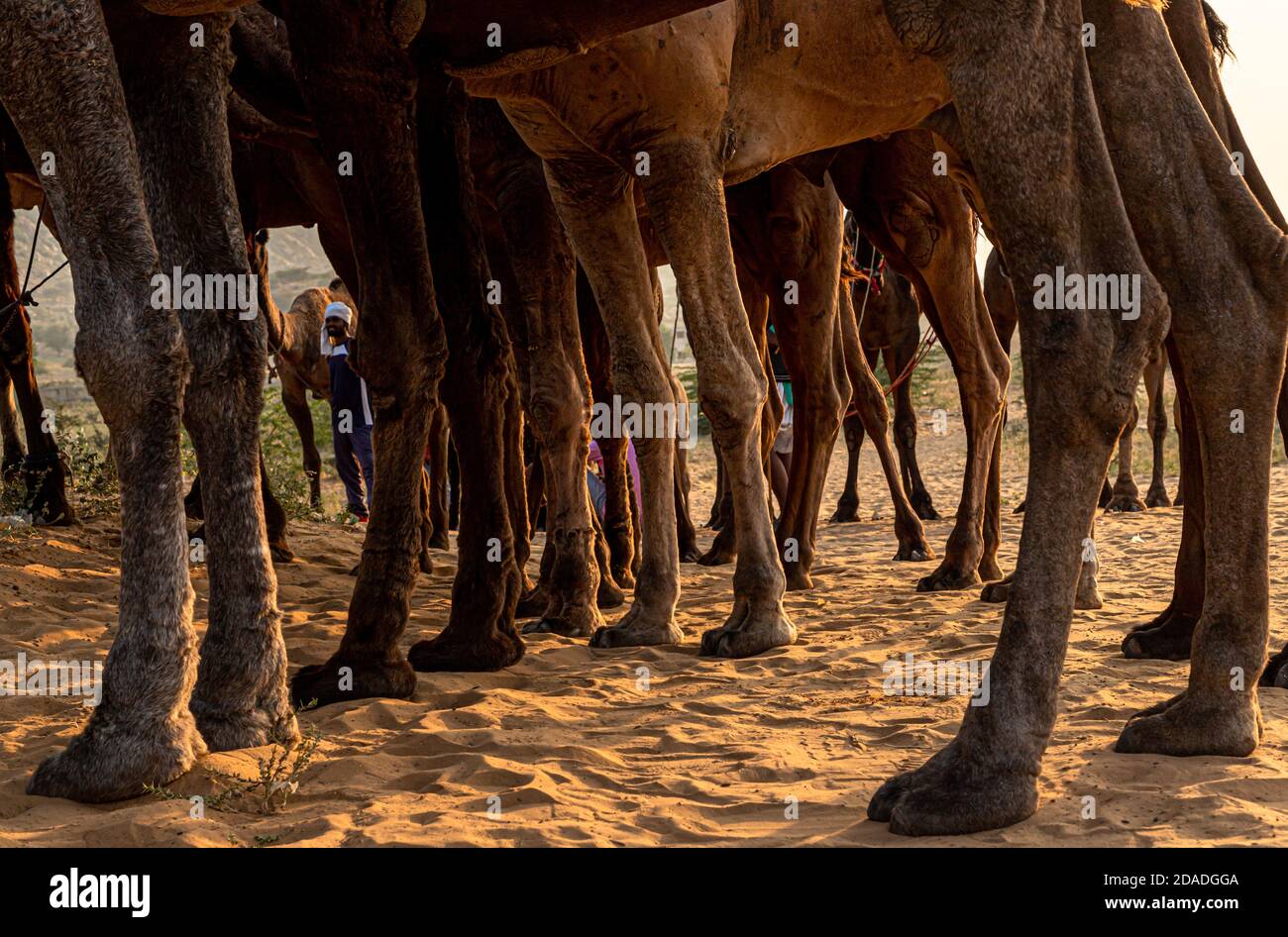 Eine Gruppe von Kamelen gehört, Beine von Kamel auf pushkar Festival. Stockfoto