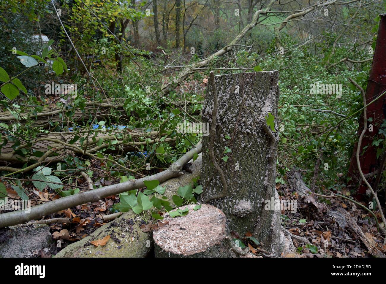 Baumstümpfe von Eschen sind gerade in Shropshire, Großbritannien, gefällt worden Stockfoto