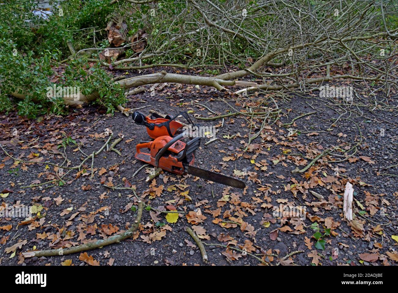Eine Husqvarna Kettensäge zum Schneiden von Eschen in Shropshire, Großbritannien. November 2020 Stockfoto