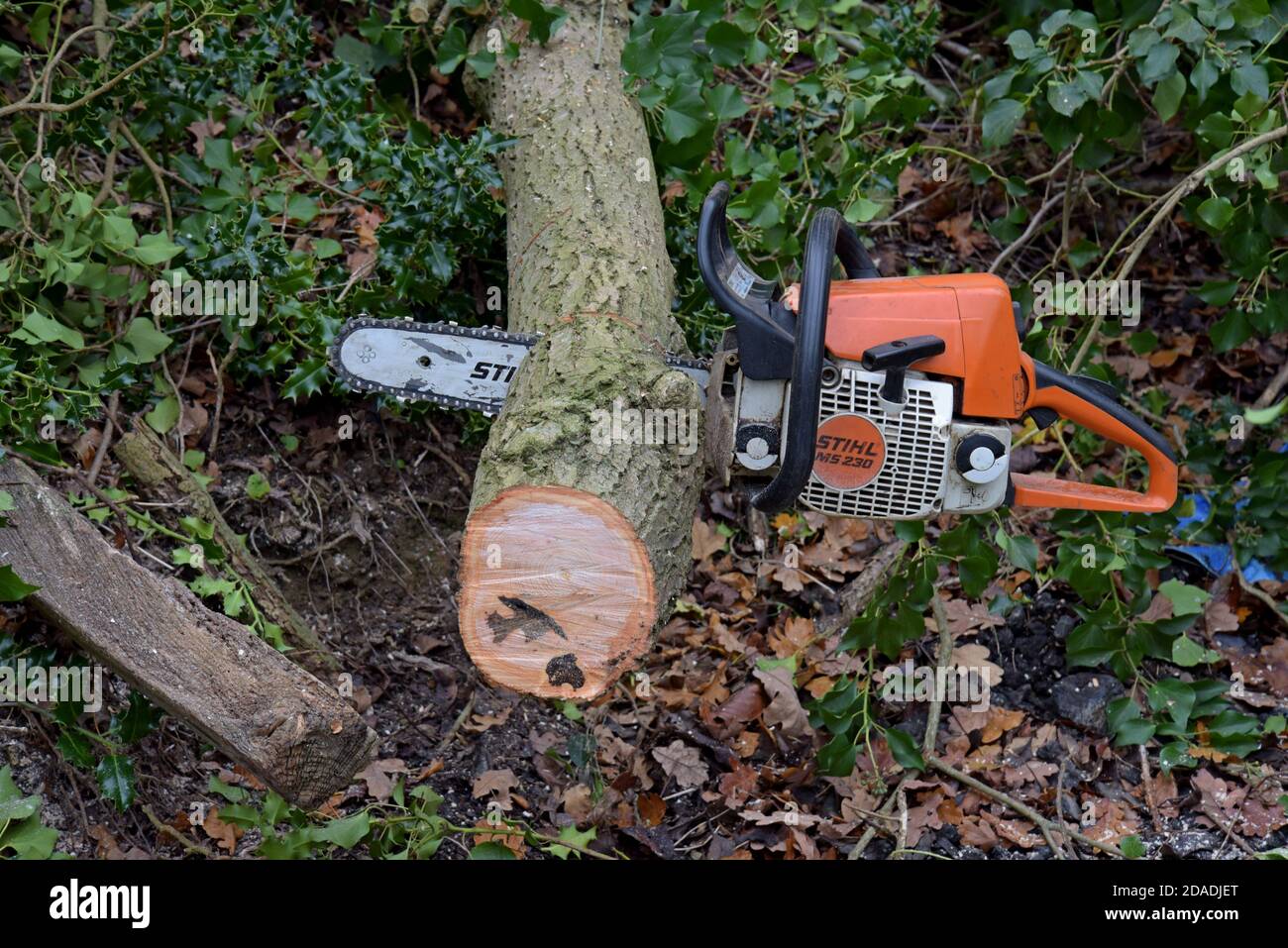 Eine Stihl-Kettensäge, die zum Abschneiden von Eschen in Shropshire, Großbritannien, verwendet wird. November 2020 Stockfoto