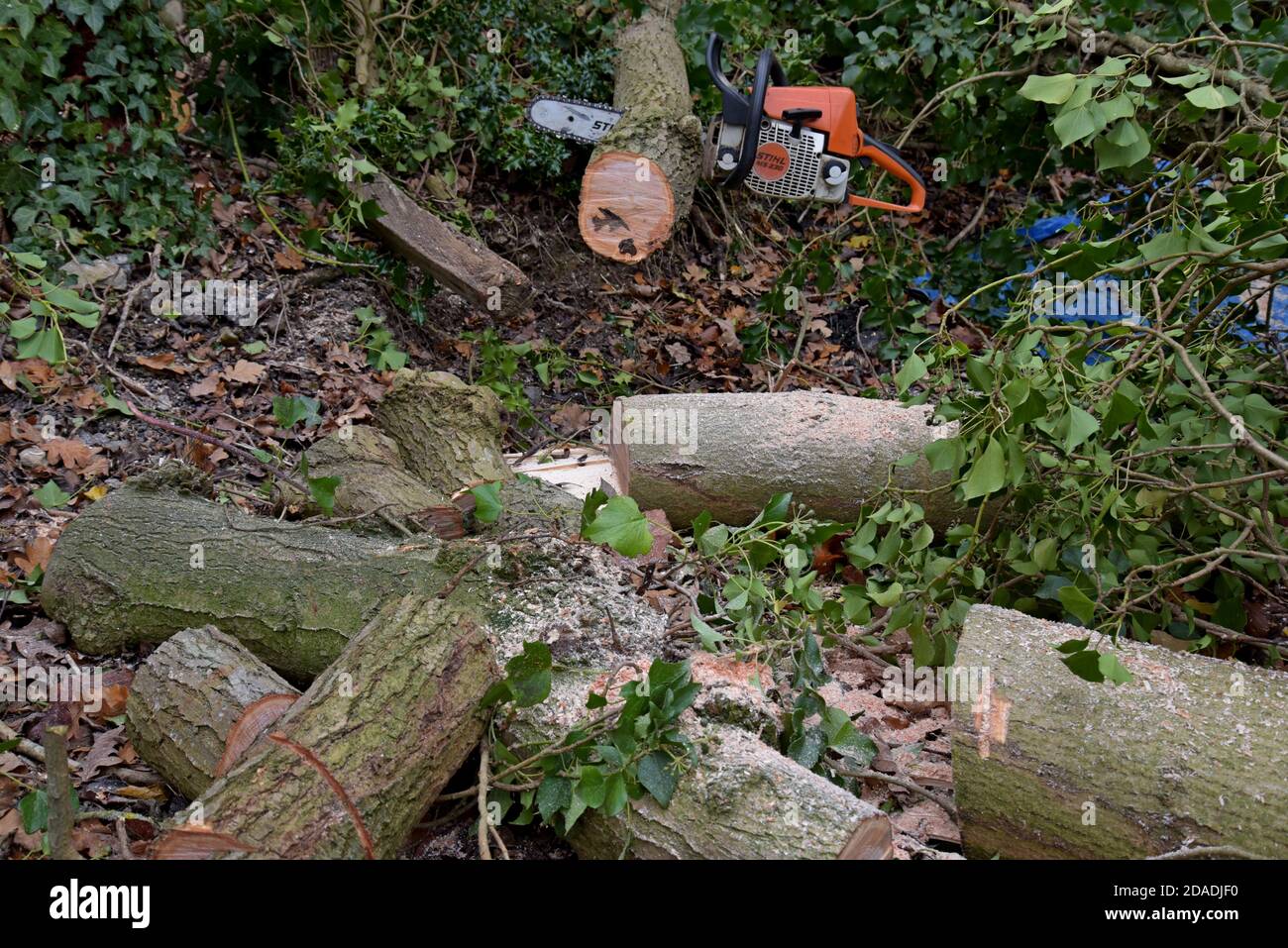 Eine Stihl-Kettensäge, die zum Abschneiden von Eschen in Shropshire, Großbritannien, verwendet wird. November 2020 Stockfoto
