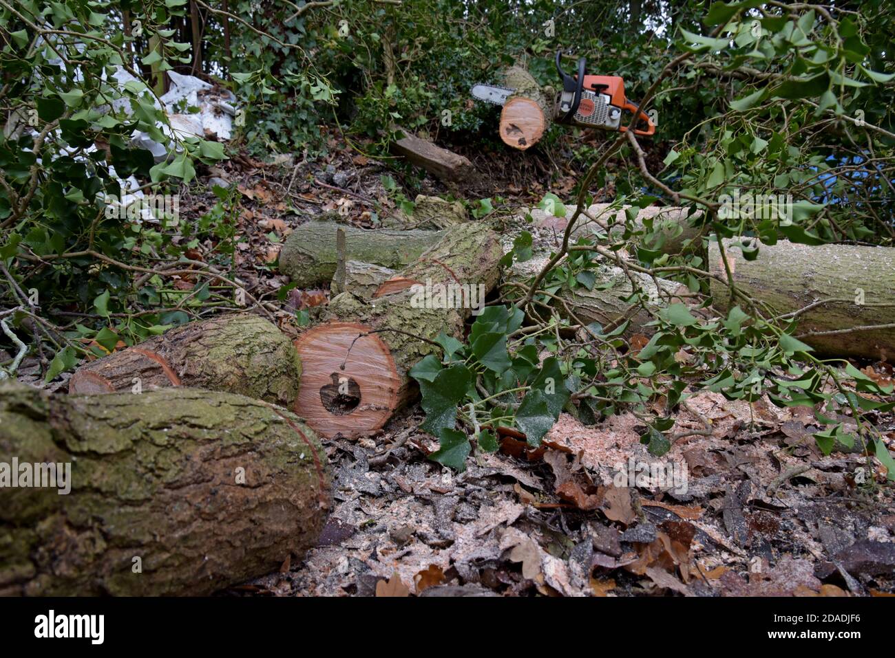 Eine Stihl-Kettensäge, die zum Abschneiden von Eschen in Shropshire, Großbritannien, verwendet wird. November 2020 Stockfoto