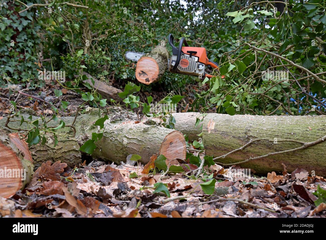Eine Stihl-Kettensäge, die zum Abschneiden von Eschen in Shropshire, Großbritannien, verwendet wird. November 2020 Stockfoto