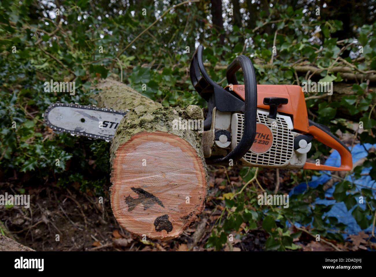 Eine Stihl-Kettensäge, die zum Abschneiden von Eschen in Shropshire, Großbritannien, verwendet wird. November 2020 Stockfoto