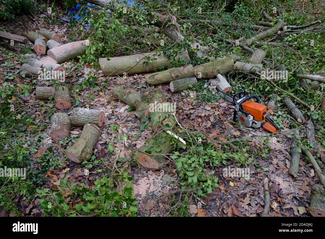 Eine Stihl-Kettensäge, die zum Abschneiden von Eschen in Shropshire, Großbritannien, verwendet wird. November 2020 Stockfoto
