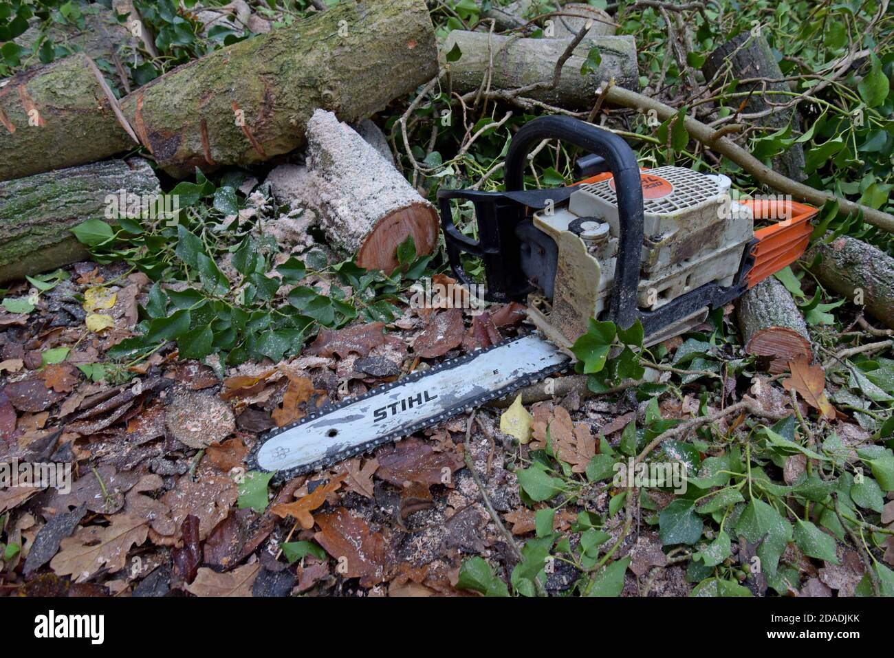 Eine Stihl-Kettensäge, die zum Abschneiden von Eschen in Shropshire, Großbritannien, verwendet wird. November 2020 Stockfoto