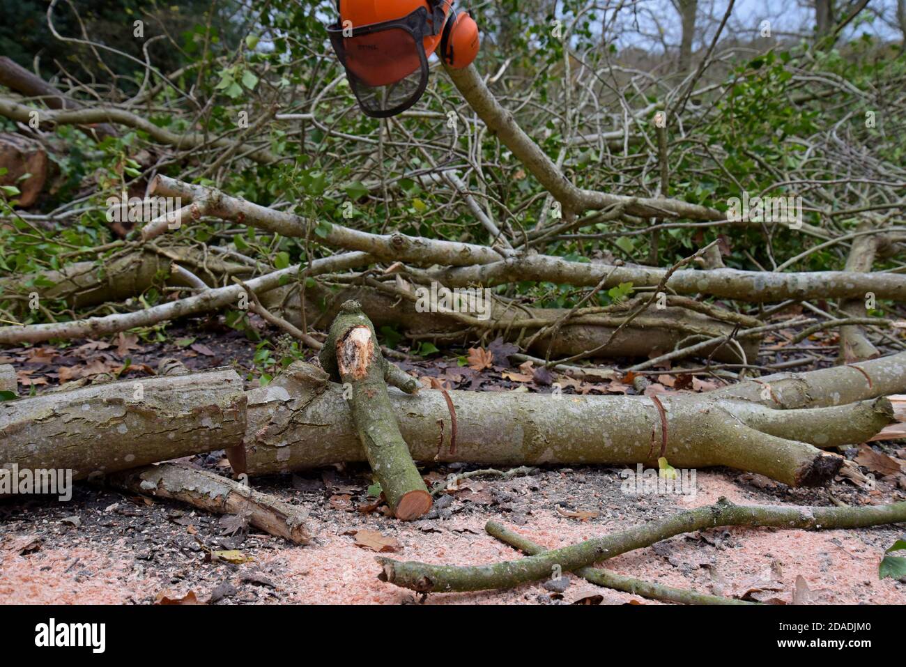 Eine Stihl-Kettensäge, die zum Abschneiden von Eschen in Shropshire, Großbritannien, verwendet wird. November 2020 Stockfoto