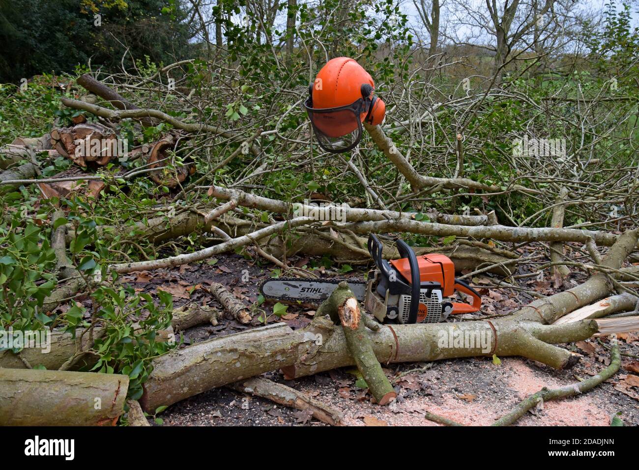 Eine Stihl-Kettensäge, die zum Abschneiden von Eschen in Shropshire, Großbritannien, verwendet wird. November 2020 Stockfoto