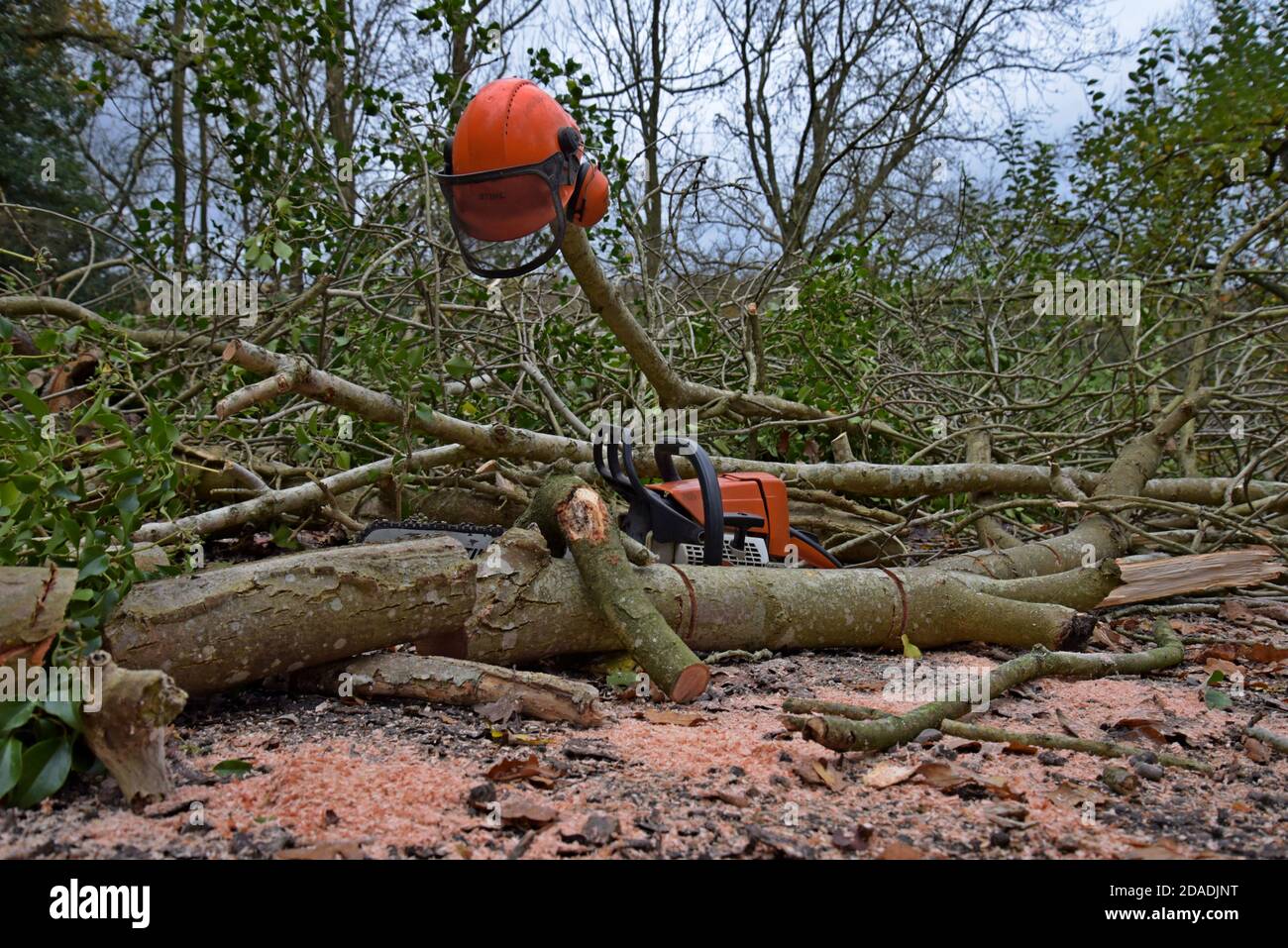 Eine Stihl-Kettensäge, die zum Abschneiden von Eschen in Shropshire, Großbritannien, verwendet wird. November 2020 Stockfoto