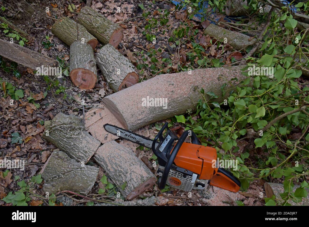 Eine Stihl-Kettensäge, die zum Abschneiden von Eschen in Shropshire, Großbritannien, verwendet wird. November 2020 Stockfoto