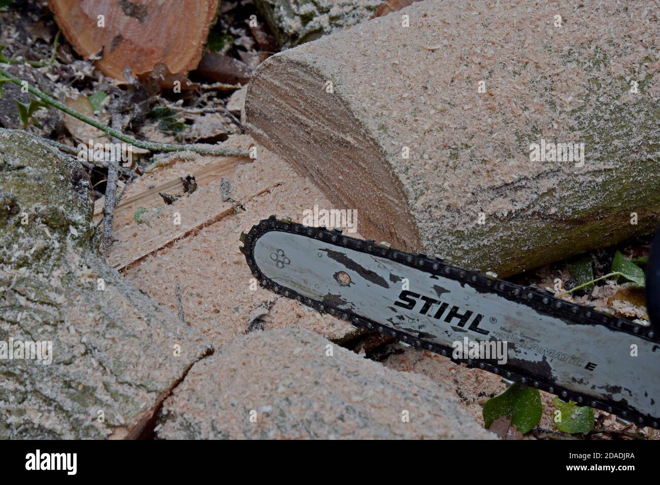 Eine Stihl-Kettensäge, die zum Abschneiden von Eschen in Shropshire, Großbritannien, verwendet wird. November 2020 Stockfoto