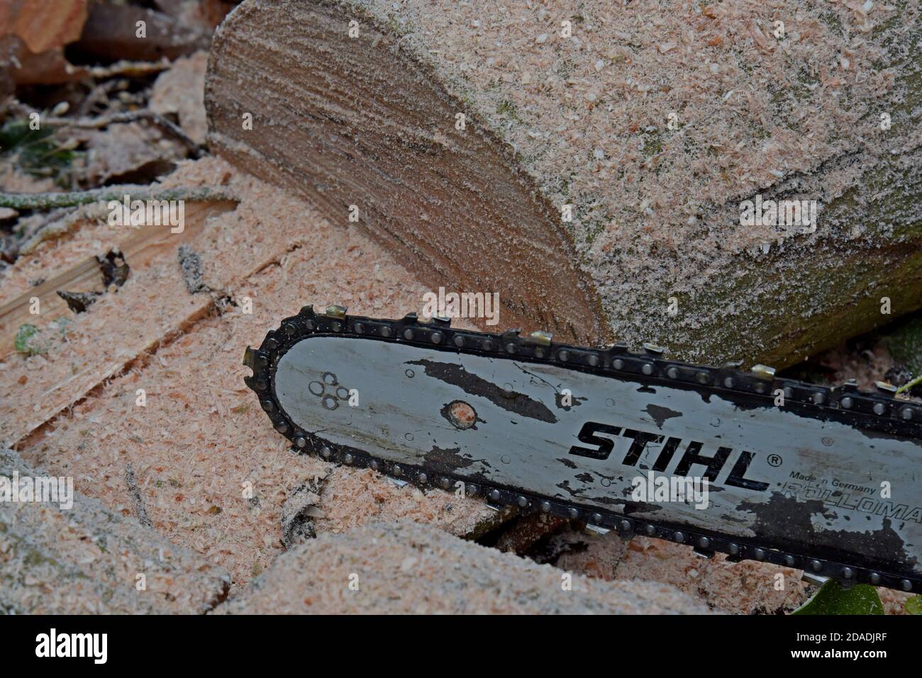 Eine Stihl-Kettensäge, die zum Abschneiden von Eschen in Shropshire, Großbritannien, verwendet wird. November 2020 Stockfoto