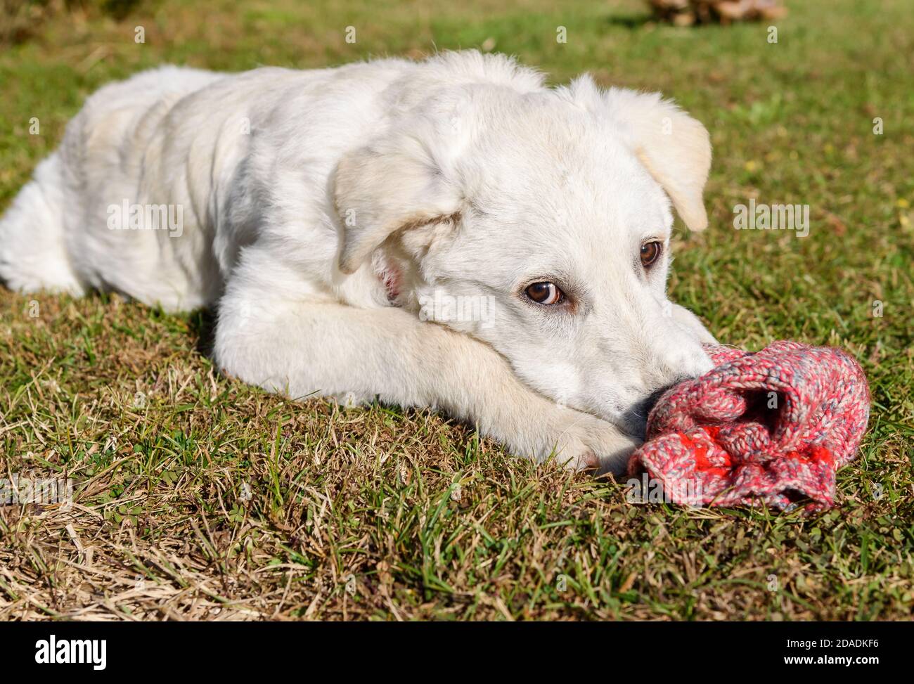 Süßer weißer Welpenhund, ähnlich Labrador, kaut die Wollsocke im Garten. Stockfoto