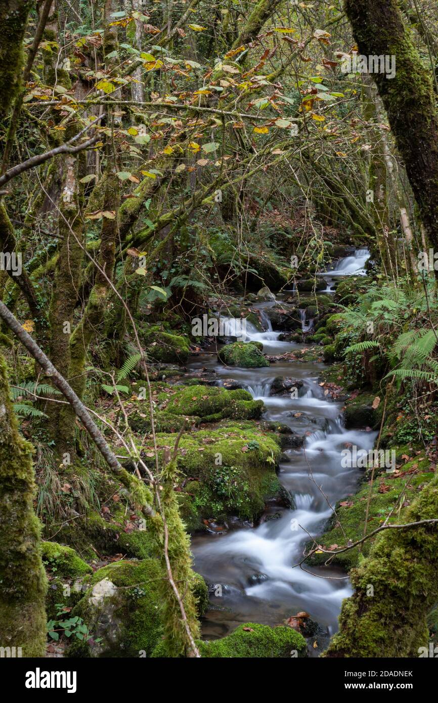 Der Fluss, der aus den Bergen kommt, fließt durch üppige Wälder, wo Sonnenlicht nicht durchdringt. In dieser feuchten Umgebung nimmt das Moos Fahrt auf Stockfoto