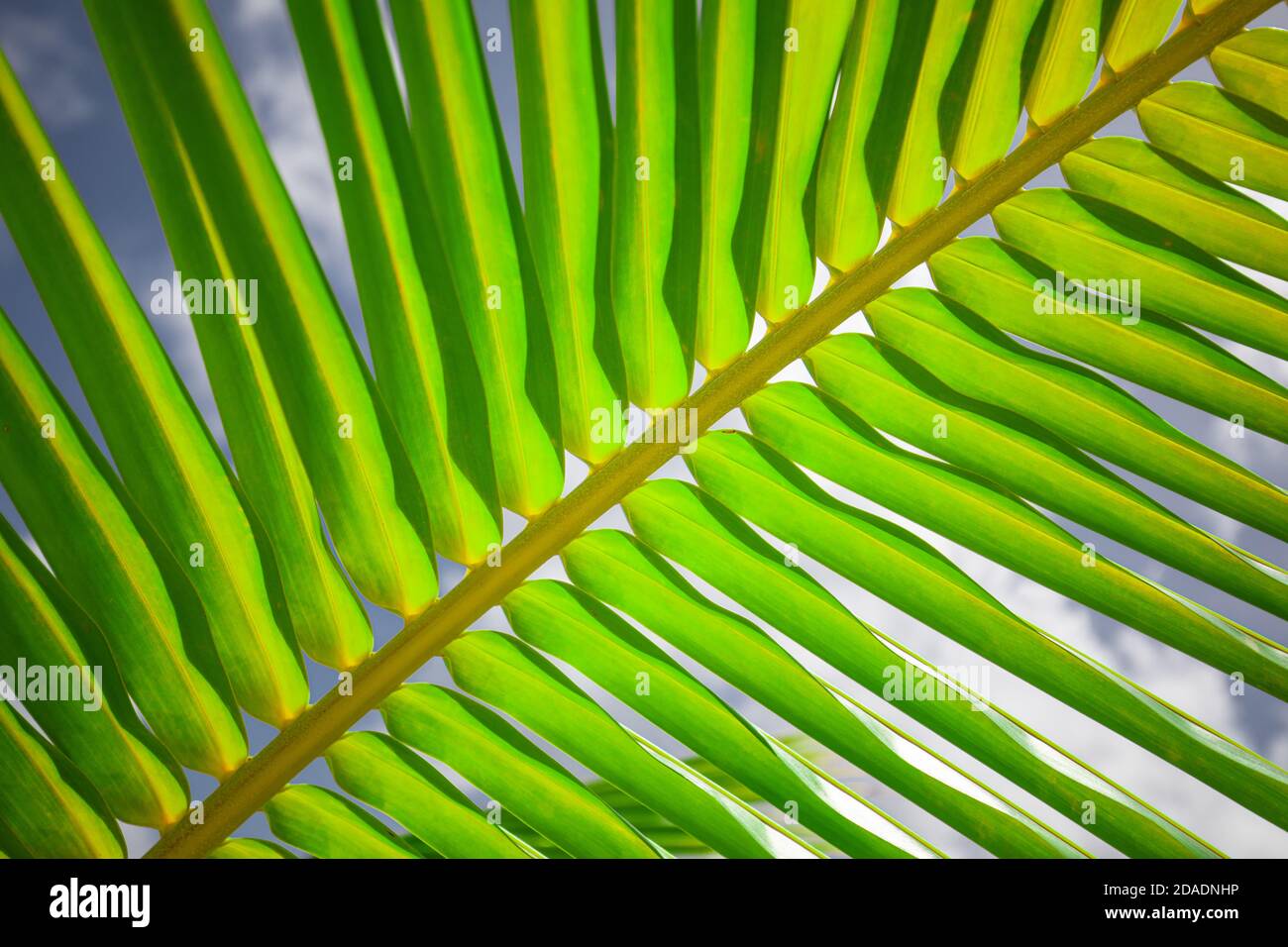 Sonne über grünen Palmblättern. Palmblätter und Morgenlicht Stockfoto