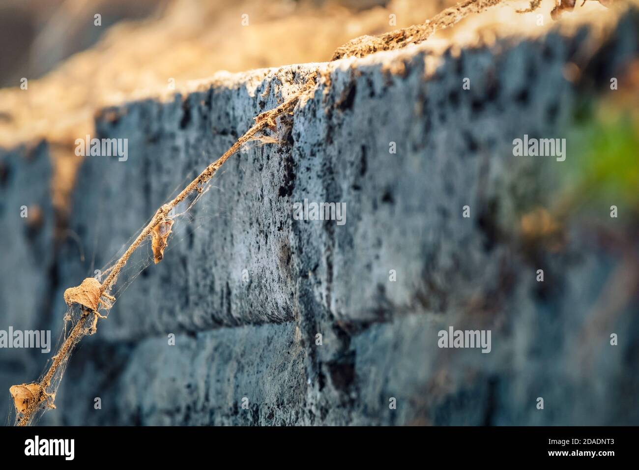 Leblos. An der Betonwand hängt trockener Efeu. Stockfoto