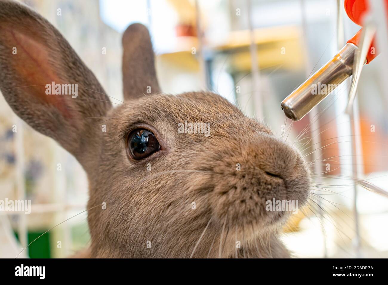 Ein niedliches Bild von meinem grauen Haustier Kaninchen im Begriff zu Trinken Sie ein kühles Wasser Stockfoto