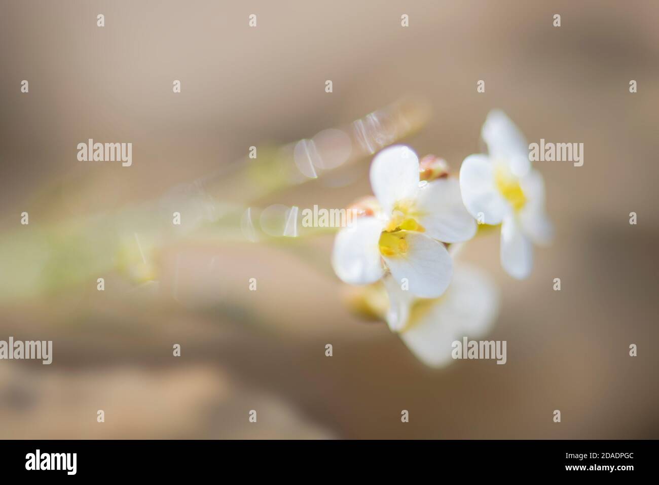 Northern Rock-cress Flower - Arabidopsis petraea, seltene weiße Blume von Shetland Inseln, Schottland, UK. Stockfoto