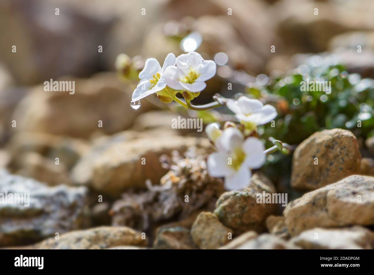 Northern Rock-cress Flower - Arabidopsis petraea, seltene weiße Blume von Shetland Inseln, Schottland, UK. Stockfoto