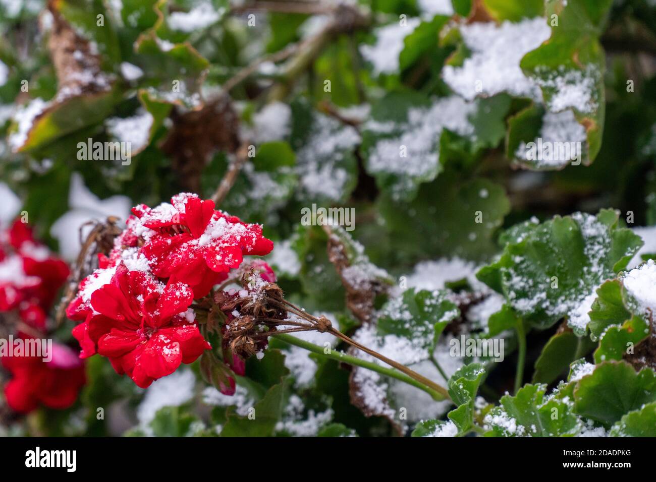 Rote Geranien mit Schnee an einem kalten Wintertag in einem Park. Der Klimawandel hat Auswirkungen auf unsere Umwelt Stockfoto