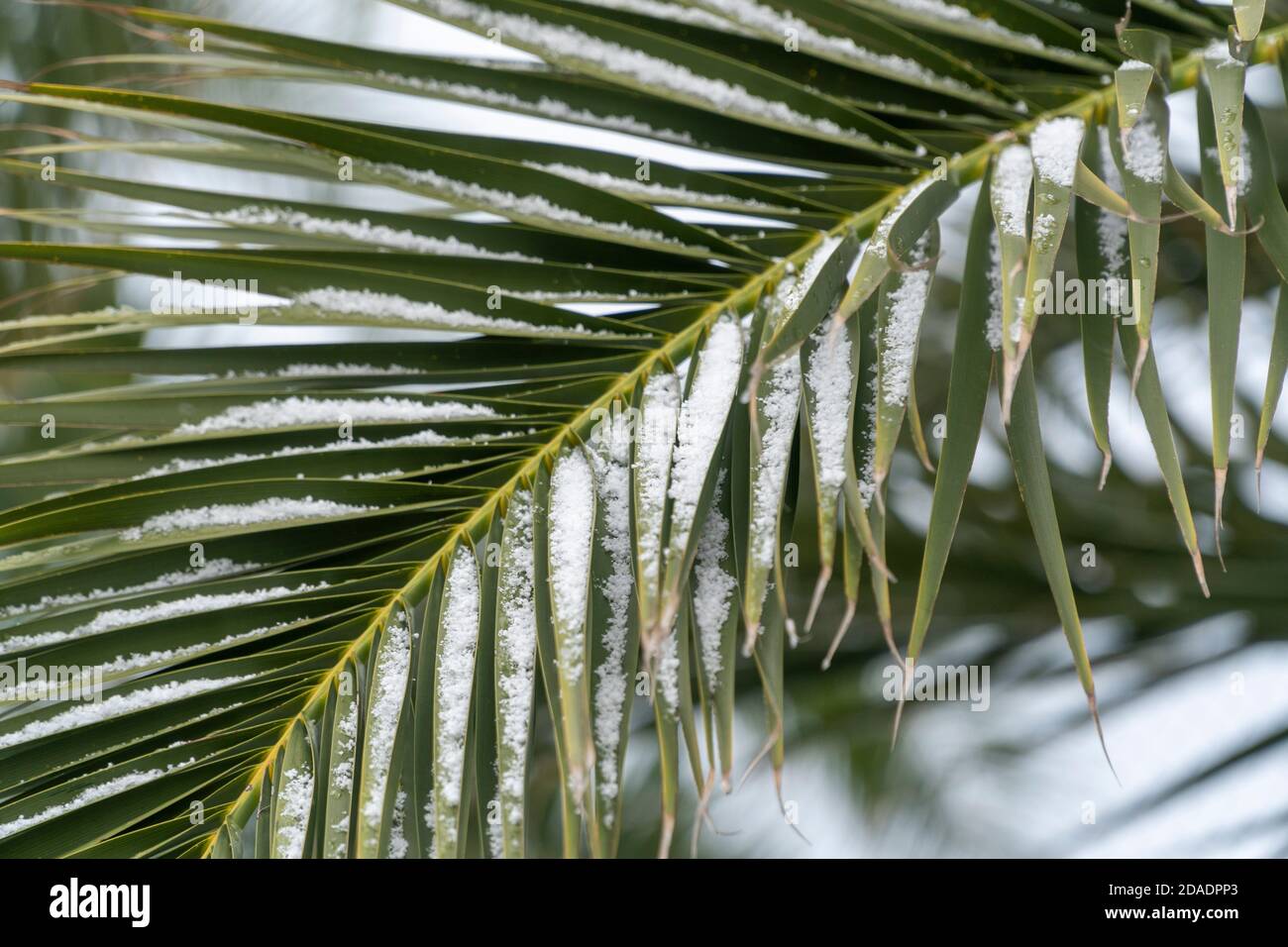 Nahaufnahme eines Palmenblattes mit Schneeflocken. Globale Erwärmung, die unsere Natur auswirkend. Kontrast von Grün und Weiß mit Kopierbereich Stockfoto