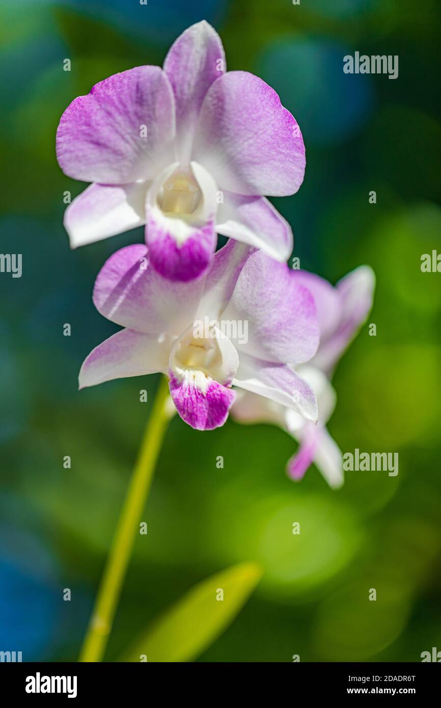 Lila Orchidee Blume auf unscharfen Hintergrund. Orchideenblumen im Garten. Nahaufnahme Natur, künstlerische Blumenkulisse, Bokeh Sonnenlicht, tropische Sommerblüte Stockfoto