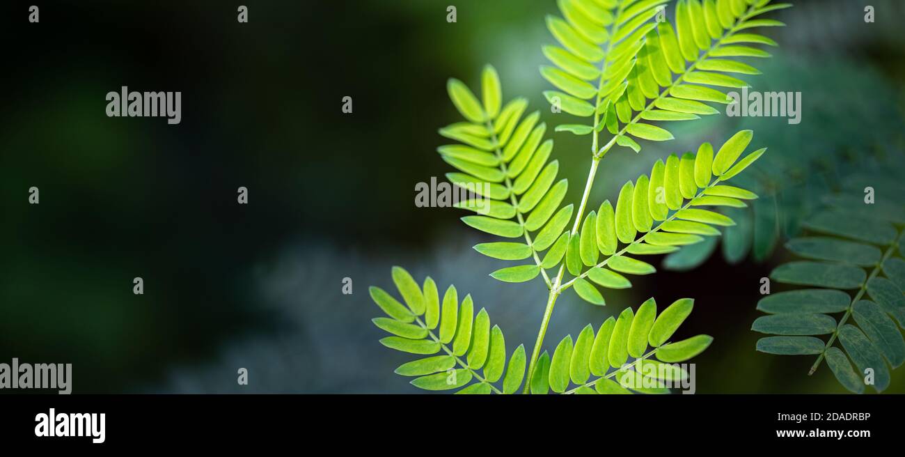 Nahaufnahme Naturansicht von grünen Blättern verschwommen Grün Hintergrund im Garten mit Kopierer Raum als Hintergrund natürliche grüne Pflanzen Landschaft, Ökologie Stockfoto