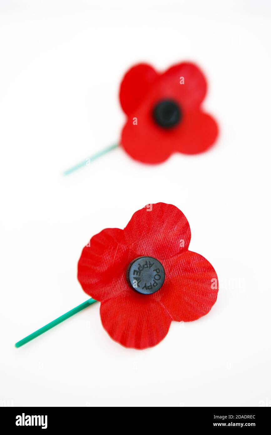 Mohnblumen auf weißem Hintergrund Stockfoto