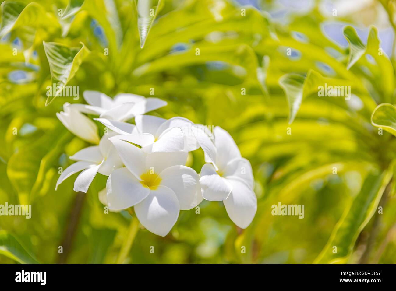 Plumeria Blumen, exotische tropische Natur Blumenmuster, romantische Liebe Konzept. Nahaufnahme Blumen mit hellgrünen verwischtem Laub Stockfoto