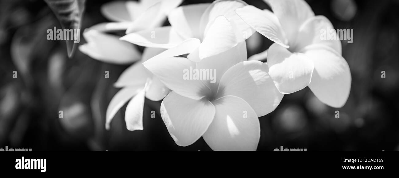 Plumeria Blumen, exotische tropische Natur Blumenmuster, romantische Liebe Konzept. Nahaufnahme Blumen mit hellgrünen verwischtem Laub Stockfoto