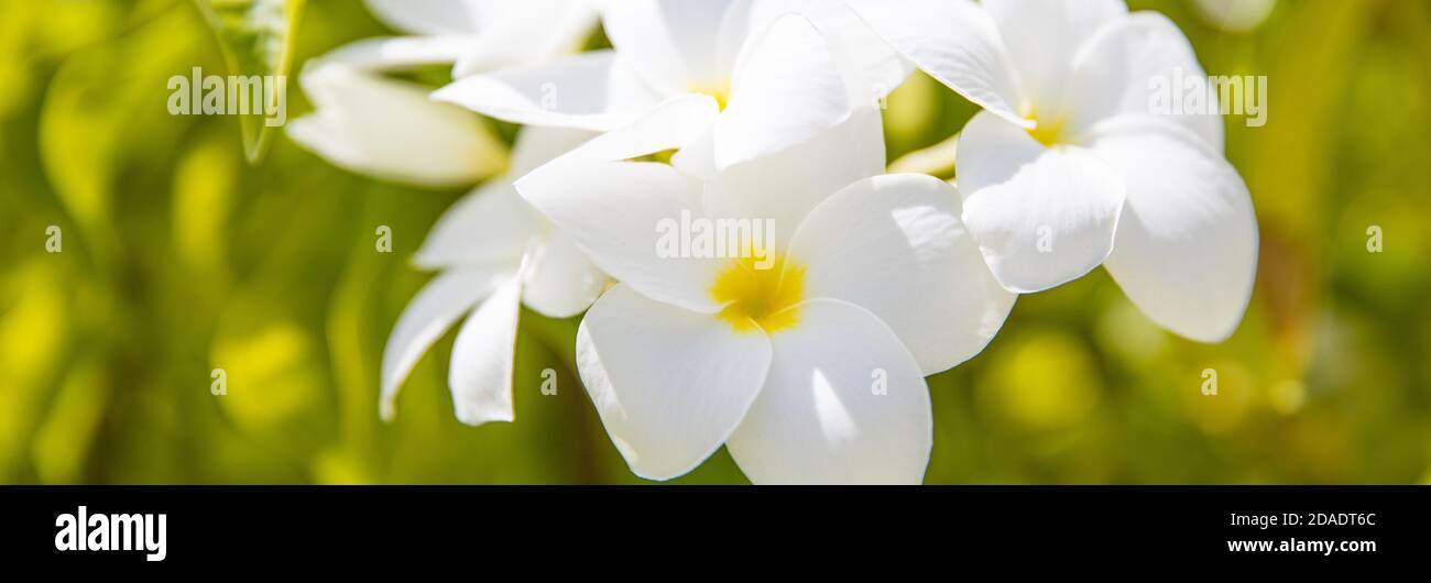 Plumeria Blumen, exotische tropische Natur Blumenmuster, romantische Liebe Konzept. Nahaufnahme Blumen mit hellgrünen verwischtem Laub Stockfoto