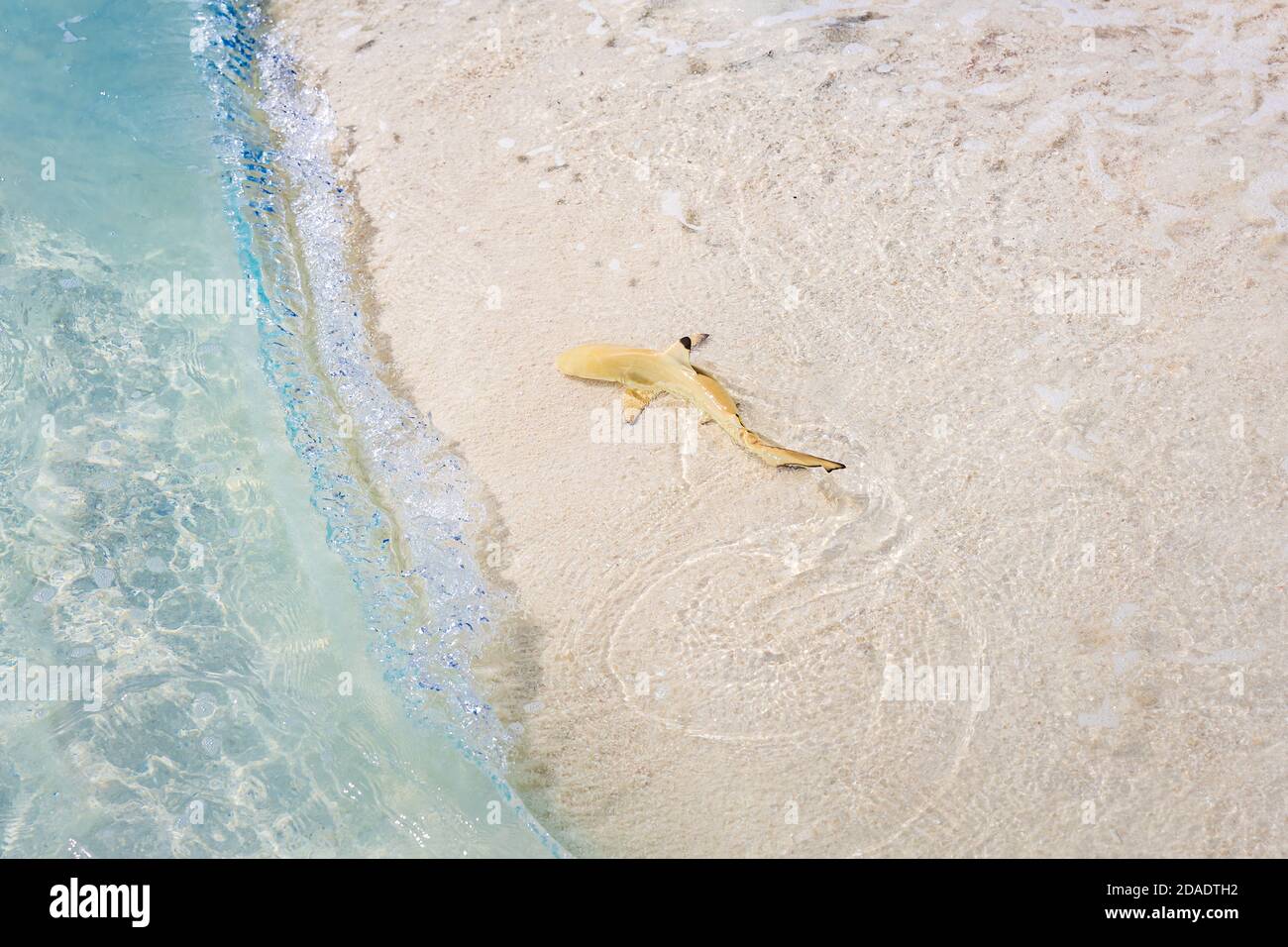 Schwarzspitzenriffhai im tropischen flachen Meerwasser. Erstaunliche Lagune, tropische Tierwelt, Hai Jagd nach Fischen. Black Tip Reef Hai Schwimmen im Ozean Stockfoto