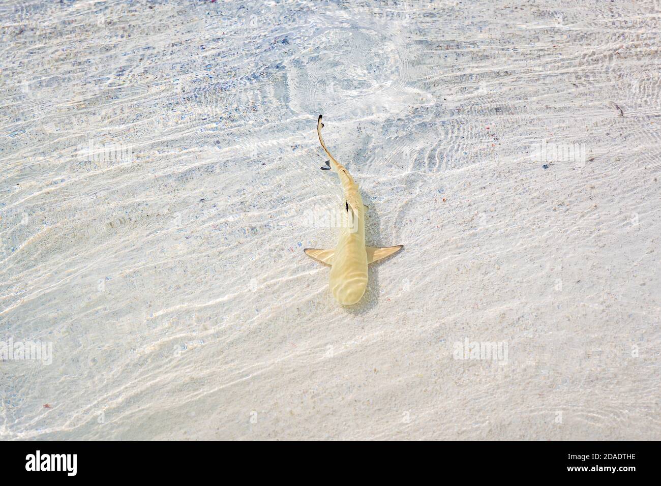 Schwarzspitzenriffhai im tropischen flachen Meerwasser. Erstaunliche Lagune, tropische Tierwelt, Hai Jagd nach Fischen. Black Tip Reef Hai Schwimmen im Ozean Stockfoto