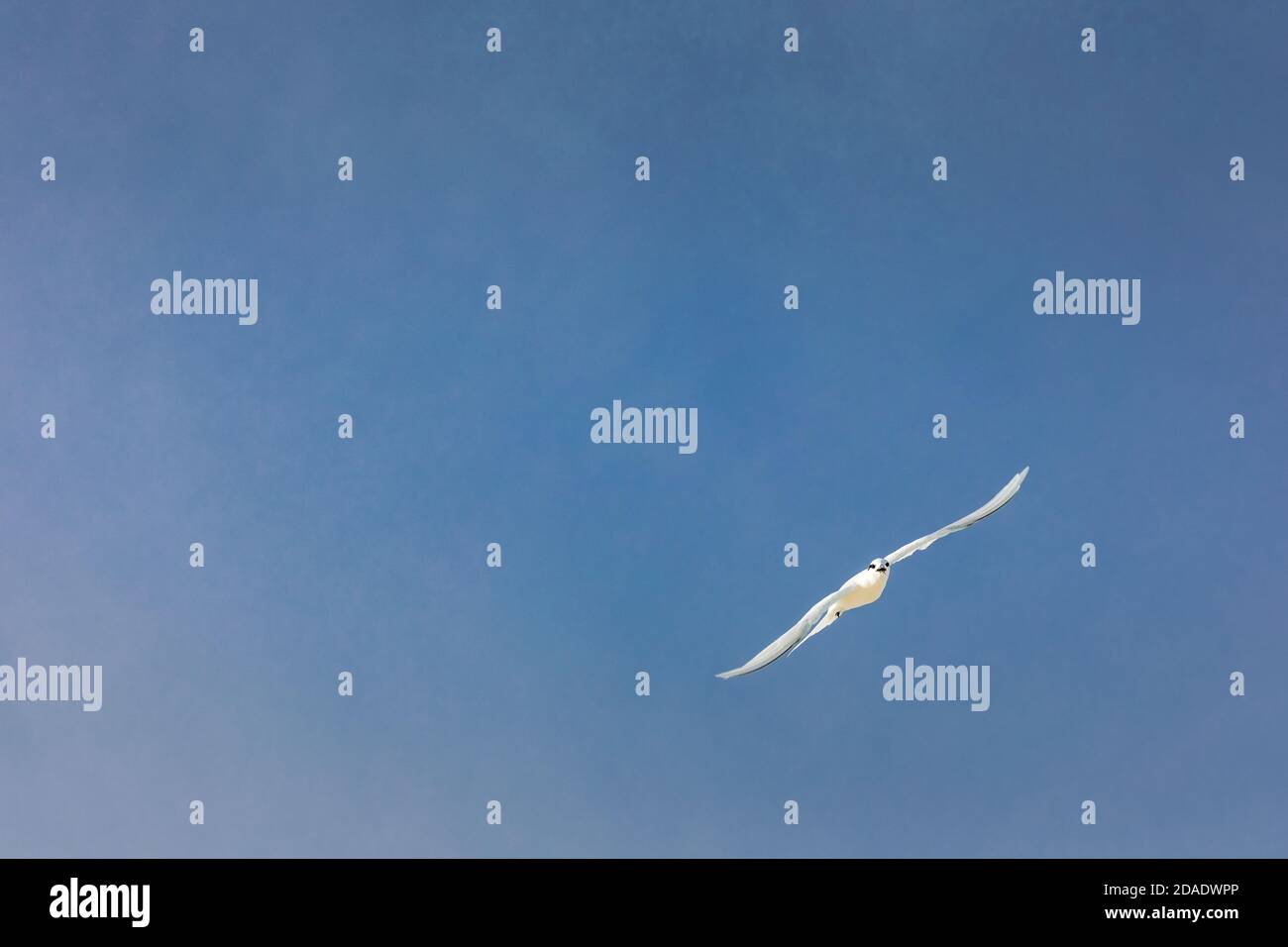 Möwe im offenen Himmel. Nahaufnahme einer Schwarzrückenmöwe im Flug über den Ozean Stockfoto