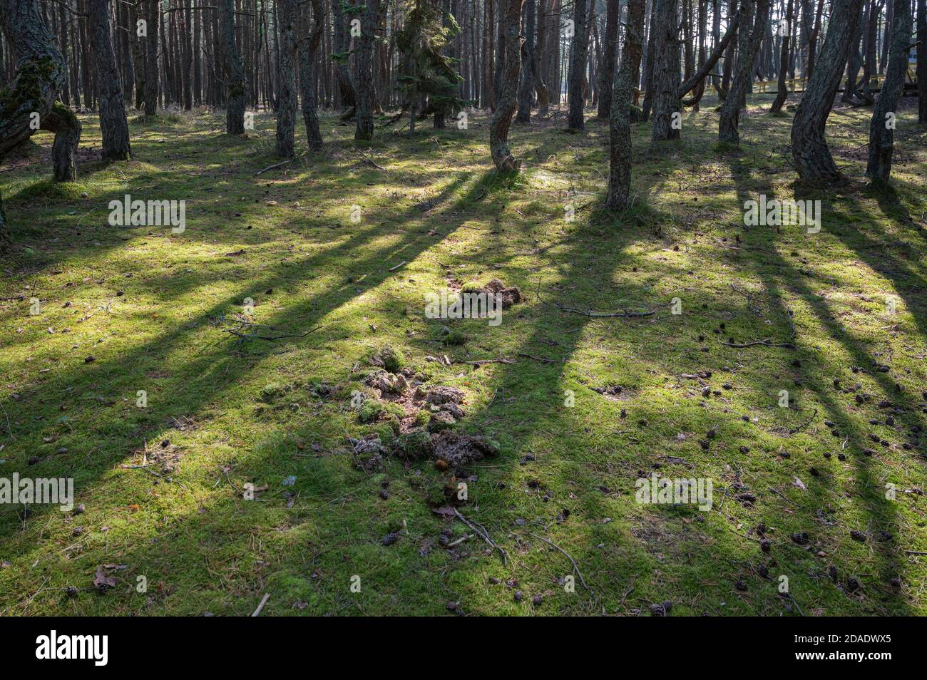 Lichtung mit Schatten aus Kiefern im Gegenlicht, Nationalpark Kurische Nehrung, Dünenrunde, Kurschsraja Kosa, Russland Stockfoto