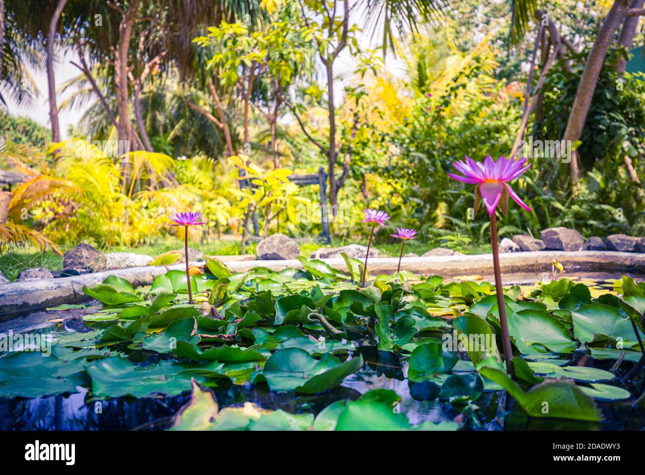 Lila Lotuswasserlilie blüht im Teich tropischen Garten, Reinheit Natur Hintergrund. Tropische exotische Blumen, Nahaufnahme Stockfoto