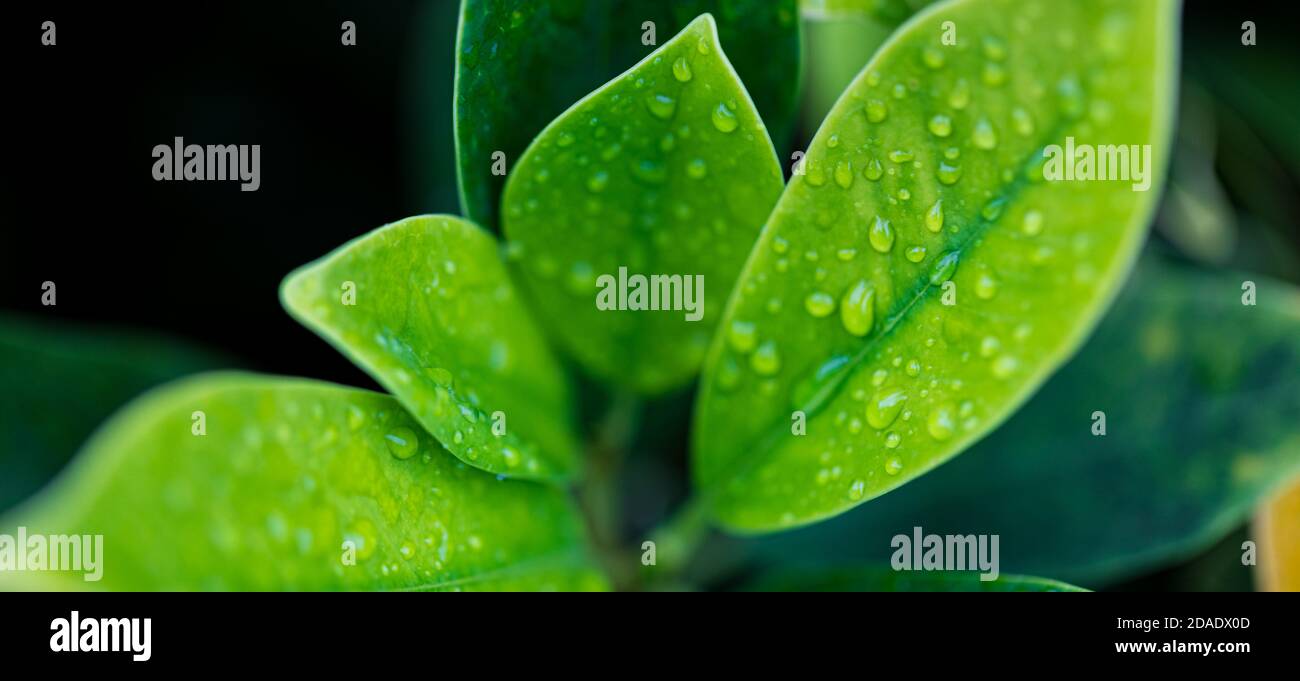 Schöne Natur Hintergrund Banner mit Morgen frische Tropfen von transparentem Regenwasser auf grünem Blatt. Tropfen von tau grünen Blättern. Entspannen Sie die Natur aus der Nähe Stockfoto